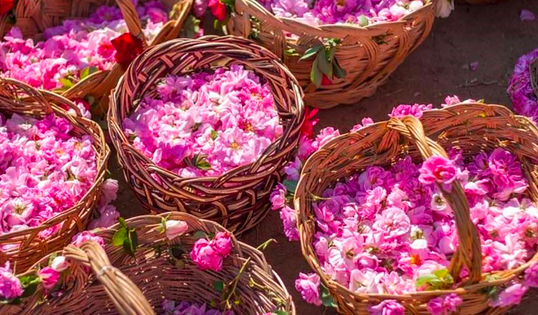 Queen of flowers & flower of Queens…