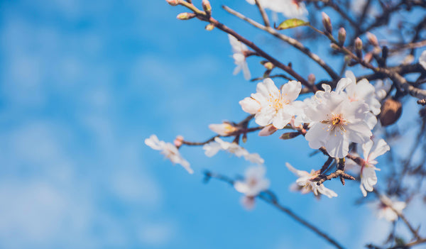 A brief history of the Almond tree...